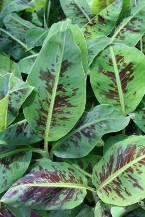 dwarf cavendish banana musa bananas identify please hardy foliage whose poolside accent tropical patio growing dessert area any